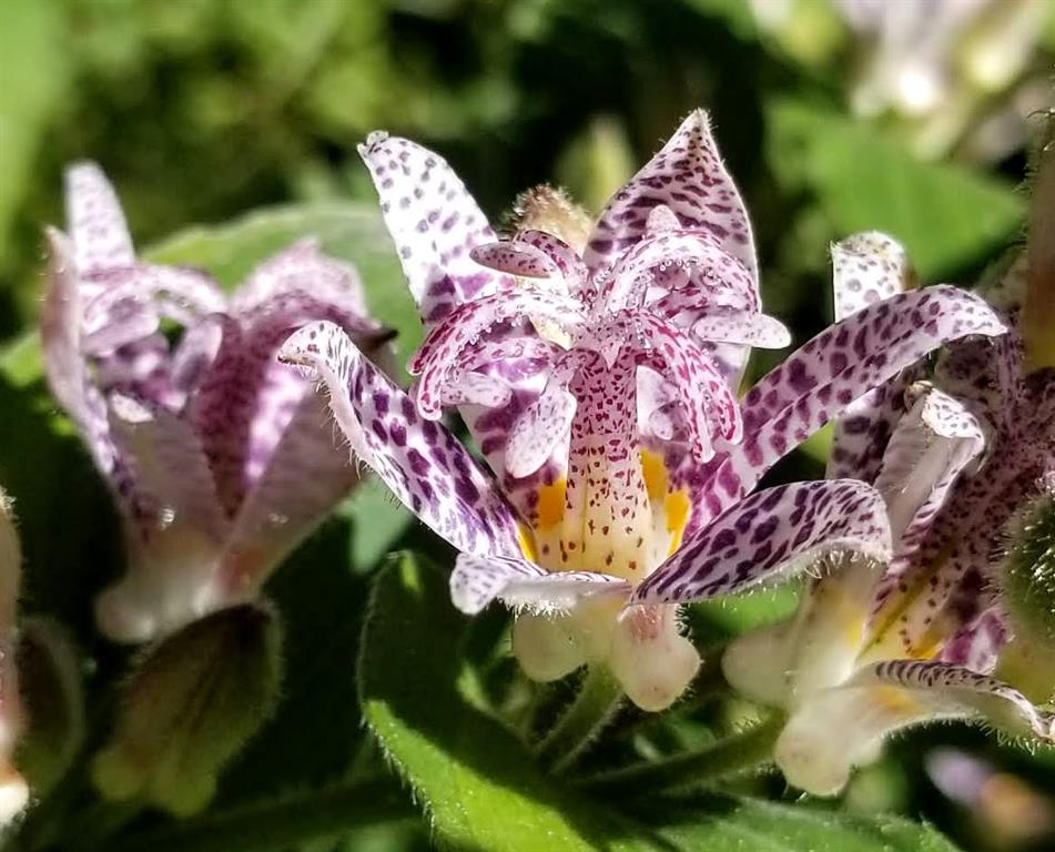 Common Toad Lily